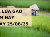 Giá Lúa Gạo Hôm Nay Ngày 25/8/2025: Lúa Thơm Giảm Nhẹ