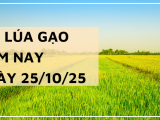 Giá Lúa Gạo Hôm Nay Ngày 25/10/2025: Lúa Gạo Giữ Giá