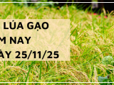 Giá Lúa Gạo Hôm Nay Ngày 25/11/2025: Thương Lái Chậm Mua