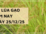 Giá Lúa Gạo Hôm Nay Ngày 25/12/2025: Gạo Nhích Nhẹ Cuối Vụ