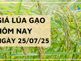 Giá Lúa Gạo Hôm Nay Ngày 25/7/2025: Giá Gạo Tiếp Đà Tăng
