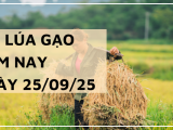 Giá Lúa Gạo Hôm Nay Ngày 25/9/2025: Giá Duy Trì Ổn Định