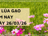 Giá Lúa Gạo Hôm Nay Ngày 26/3/2026: Thị Trường Chững Lại
