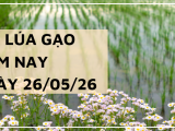 Giá Lúa Gạo Hôm Nay Ngày 26/5/2026: Gạo nguyên liệu giảm nhẹ