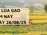 Giá Lúa Gạo Hôm Nay Ngày 26/8/2025: Xuất Khẩu Hạ Nhiệt