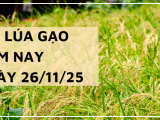 Giá Lúa Gạo Hôm Nay Ngày 26/11/2025: Thị Trường Trầm Lắng