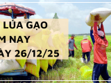 Giá Lúa Gạo Hôm Nay Ngày 26/12/2025: Lúa Cuối Vụ Khan Hàng