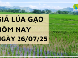 Giá Lúa Gạo Hôm Nay Ngày 26/7/2025: Gạo Xuất Khẩu Giảm Nhẹ