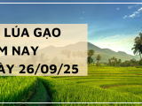 Giá Lúa Gạo Hôm Nay Ngày 26/9/2025: Giao Dịch Trầm Lắng