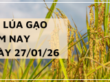 Giá Lúa Gạo Hôm Nay Ngày 27/1/2026: Gạo Giảm Nhẹ Cục Bộ