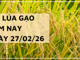 Giá Lúa Gạo Hôm Nay Ngày 27/2/2026: Xuất Khẩu Hạ Nhiệt Nhẹ