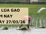Giá Lúa Gạo Hôm Nay Ngày 27/3/2026: Thị Trường Dao Động Nhẹ