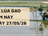 Giá Lúa Gạo Hôm Nay Ngày 27/5/2026: Giao dịch chậm