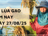 Giá Lúa Gạo Hôm Nay Ngày 27/8/2025: Gạo Nguyên Liệu Xuất Khẩu Giảm Sâu