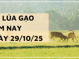 Giá Lúa Gạo Hôm Nay Ngày 29/10/2025: Biến Động Nhẹ