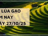 Giá Lúa Gạo Hôm Nay Ngày 27/10/2025: Giao Dịch Trầm Lắng