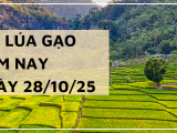 Giá Lúa Gạo Hôm Nay Ngày 28/10/2025: Gạo Nguyên Liệu Giảm Nhẹ
