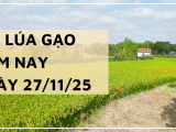 Giá Lúa Gạo Hôm Nay Ngày 27/11/2025: Thị Trường Ổn Định Trở Lại