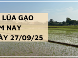 Giá Lúa Gạo Hôm Nay Ngày 27/9/2025: Lúa Tươi Chững Giá