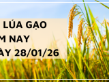 Giá Lúa Gạo Hôm Nay Ngày 28/1/2026: Giao Dịch Đông Xuân Chững Lại