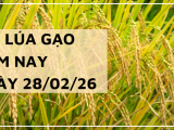 Giá Lúa Gạo Hôm Nay Ngày 28/2/2026: Đài Thơm 8 Nhích Tăng