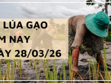 Giá Lúa Gạo Hôm Nay Ngày 28/3/2026: Thị Trường Trầm Lắng
