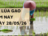 Giá Lúa Gạo Hôm Nay Ngày 28/5/2026: Giá đi ngang