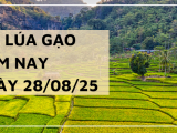 Giá Lúa Gạo Hôm Nay Ngày 28/8/2025: Gạo Xuất Khẩu Tiếp Tục Giảm