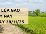 Giá Lúa Gạo Hôm Nay Ngày 28/11/2025: Giá Gạo Khởi Sắc