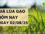 Giá Lúa Gạo Hôm Nay Ngày 2/8/2025: Gạo Nguyên Liệu Tiếp Tục Giảm Nhẹ