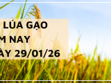 Giá Lúa Gạo Hôm Nay Ngày 29/1/2026: Lúa Tươi Tăng Giảm Trái Chiều