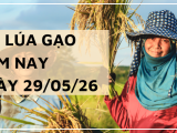 Giá lúa gạo hôm nay ngày 29/5/2026: Gạo việt giữ đà xuất khẩu