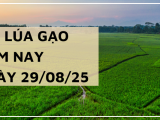 Giá Lúa Gạo Hôm Nay Ngày 29/8/2025: Thị Trường Giữ Giá Ổn Định