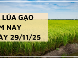 Giá Lúa Gạo Hôm Nay Ngày 29/11/2025: Giao Dịch Chậm