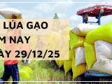 Giá Lúa Gạo Hôm Nay Ngày 29/12/2025: Thị Trường Đi Ngang