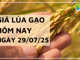Giá Lúa Gạo Hôm Nay Ngày 29/7/2025: Gạo Nguyên Liệu Tăng Nhẹ