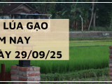 Giá Lúa Gạo Hôm Nay Ngày 29/9/2025: Giao Dịch Trầm Lắng