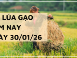 Giá Lúa Gạo Hôm Nay Ngày 30/1/2026: Thị Trường Đi Ngang