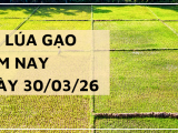Giá Lúa Gạo Hôm Nay Ngày 30/3/2026: Đi Ngang,  Chờ Tín Hiệu Mới