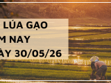 Giá lúa gạo hôm nay ngày 30/5/2026: Lúa biến động trái chiều
