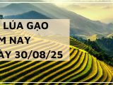Giá Lúa Gạo Hôm Nay Ngày 30/8/2025: Giá Gạo Tăng Mạnh