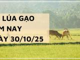 Giá Lúa Gạo Hôm Nay Ngày 30/10/2025: Thị Trường Giữ Nhịp Ổn Định