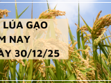 Giá Lúa Gạo Hôm Nay Ngày 30/12/2025: Giao Dịch Chậm
