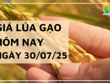 Giá Lúa Gạo Hôm Nay Ngày 30/7/2025: Giá Lúa Tươi Tăng Nhẹ