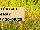Giá Lúa Gạo Hôm Nay Ngày 30/9/2025: Lúa Tươi Đứng Giá