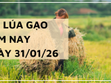 Giá Lúa Gạo Hôm Nay Ngày 31/1/2026: Thị Trường Giao Dịch Chậm