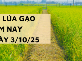 Giá Lúa Gạo Hôm Nay Ngày 3/10/2025: Giá Gạo Giảm Nhẹ