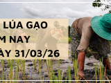 Giá Lúa Gạo Hôm Nay Ngày 31/3/2026: Đi Ngang, Giao Dịch Chậm Lại 