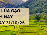 Giá Lúa Gạo Hôm Nay Ngày 31/10/2025: Giá Trong Nước Ổn Định