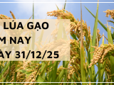 Giá Lúa Gạo Hôm Nay Ngày 31/12/2025: Xuất Khẩu Lao Dốc